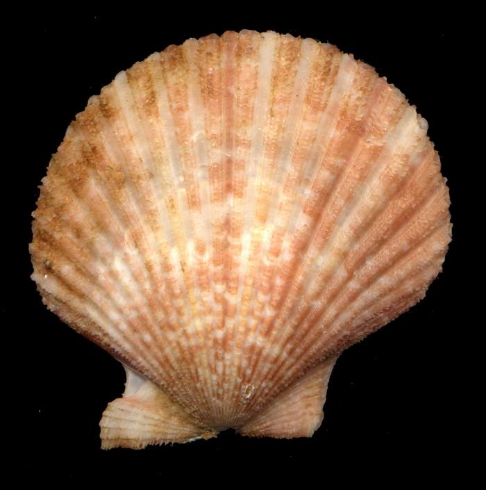 Manupecten pesfelis